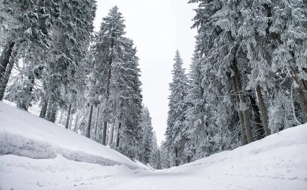 Snöig väg i skogen — Stockfoto