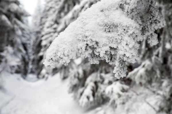 Tűlevelű fa hó — Stock Fotó