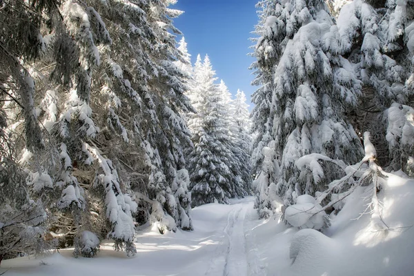 Leerer Waldweg — Stockfoto