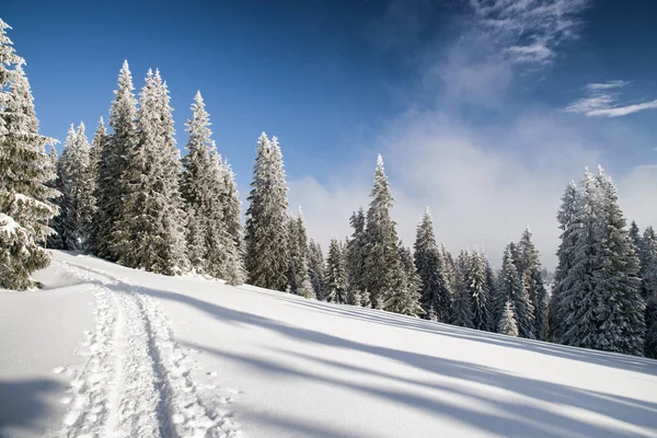 Skogsstig på vintern — Stockfoto