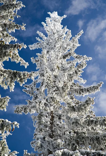 白雪皑皑的冷杉和蓝蓝的天空 — 图库照片