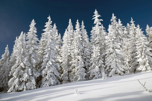 Abeto nevado y cielo azul —  Fotos de Stock