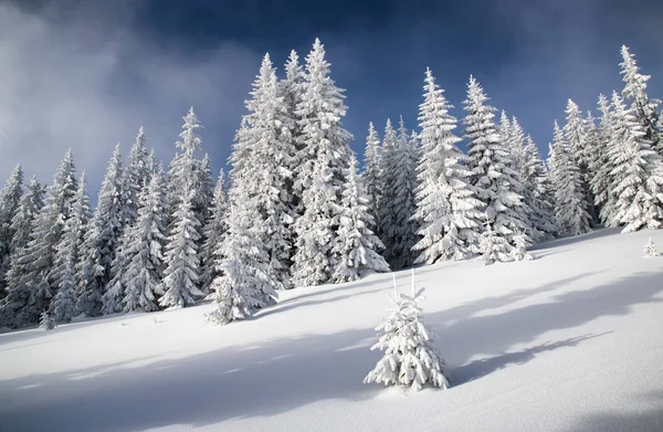 Снігові ялинки і блакитне небо — стокове фото