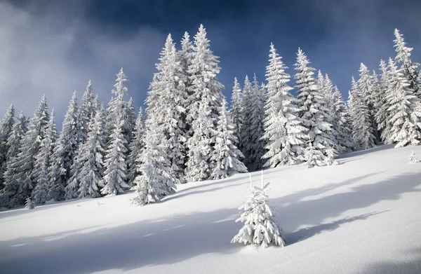 Schneebedeckte Tannen und blauer Himmel — Stockfoto