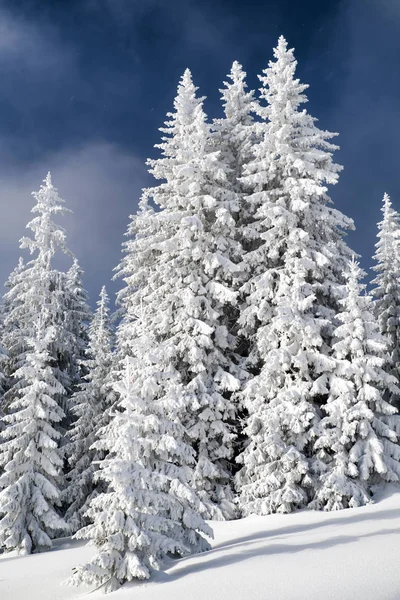 白雪皑皑的冷杉和蓝蓝的天空 — 图库照片