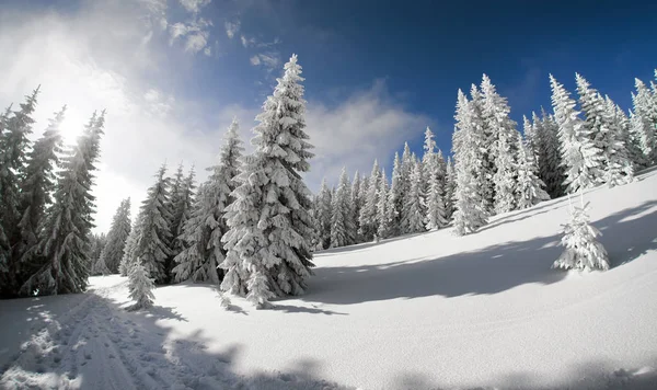 Abeto nevado y cielo azul —  Fotos de Stock