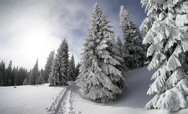 白雪皑皑的冷杉和蓝蓝的天空 — 图库照片