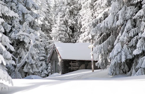 Casa de campo velha e abetos nevados na floresta de inverno — Fotografia de Stock