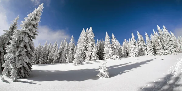 Snowy fir trees and blue sky Stock Photo