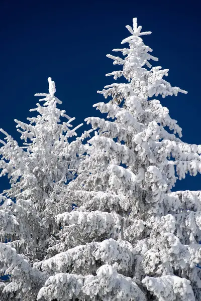 Ramos nevados de abeto e céu azul — Fotografia de Stock