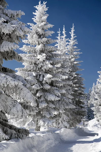 Pinheiros nevados e céu azul — Fotografia de Stock