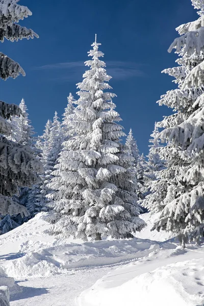 Besneeuwde spar bomen en blauwe hemel — Stockfoto