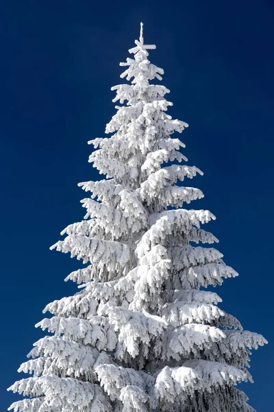 Árbol de abeto nevado y cielo azul — Foto de Stock