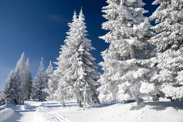 Snötäckta granar och blå himmel — Stockfoto