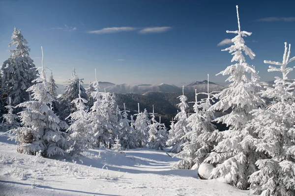 Snötäckta granar och blå himmel — Stockfoto