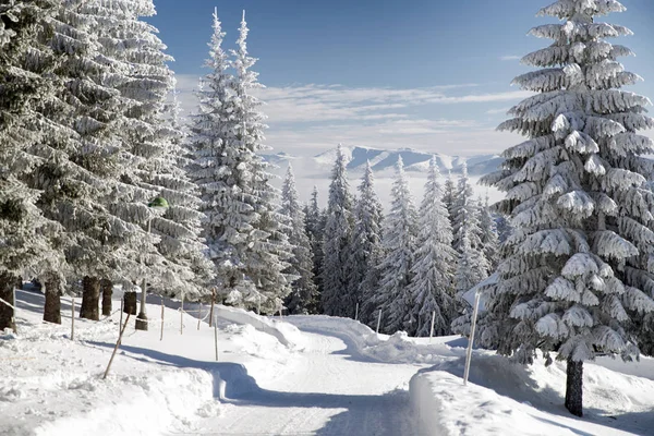 Schneebedeckte Tannen und blauer Himmel — Stockfoto