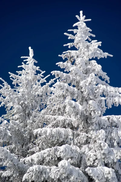 Snowy branches of fir tree and blue sky Stock Picture