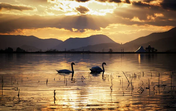Swans on lake during sunset — Stock Photo, Image
