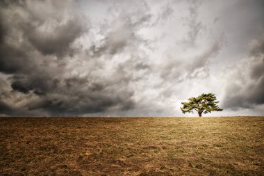 Yalnız ağaç ufukta