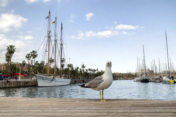 在一个码头，在西班牙巴塞罗那的海鸥 — 图库照片