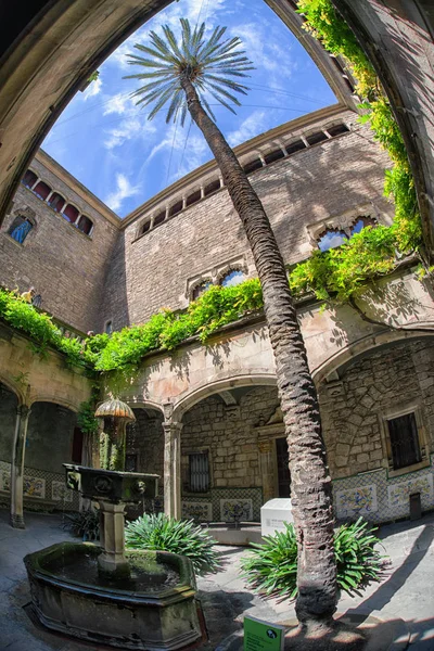 Palmera más antigua de Barcelona —  Fotos de Stock