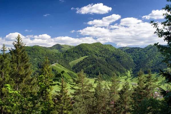 아름 다운 숲 풍경 — 스톡 사진