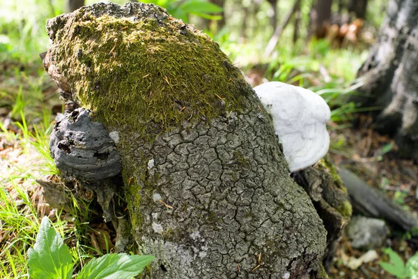 Champignon responsable de la pourriture du bois — Photo