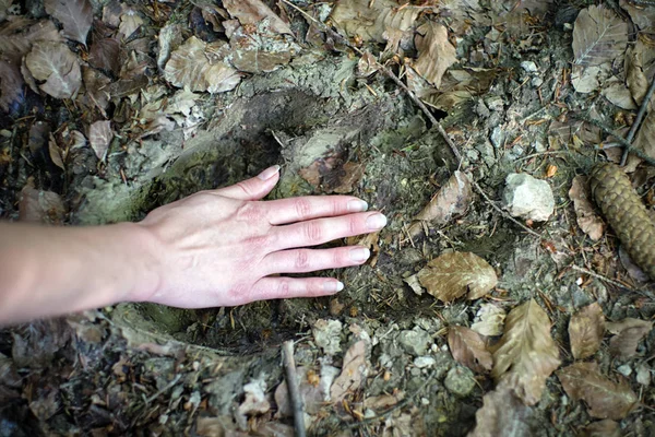 Pista de urso no chão — Fotografia de Stock