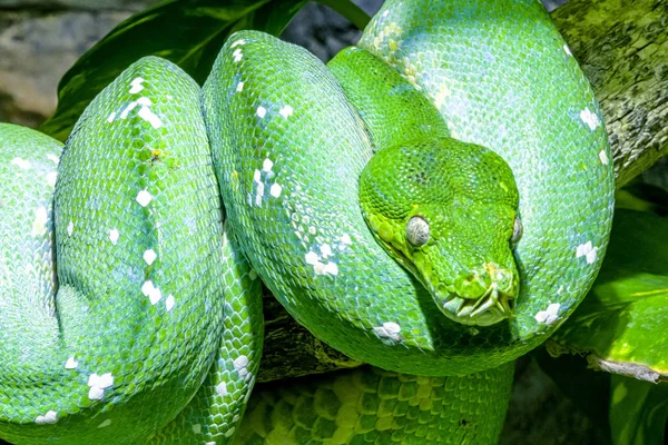 Ağaçtaki yeşil yılan