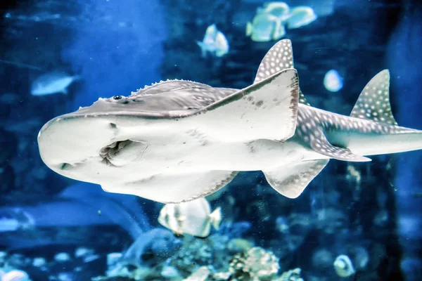 Tubarão no aquário - Tropicarium, Budapeste — Fotografia de Stock