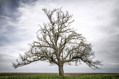 Ülkede yalnız ağaç