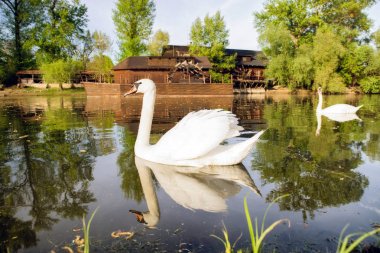 Kuğu Tuna Nehri üzerinde ve watermill Kolarovo, Slovakya
