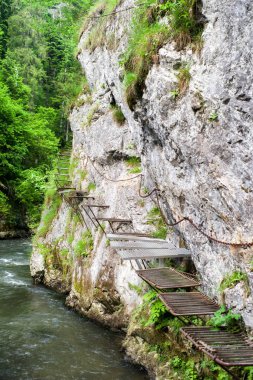 Ormanda yürüyüş parkuru.