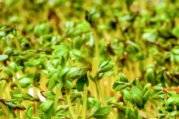 Crescione - vegetale fresco — Foto Stock