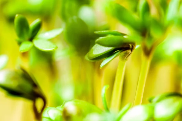 Řeřicha - čerstvá zelenina — Stock fotografie