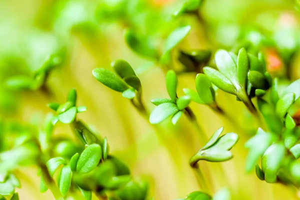 Crescione - vegetale fresco — Foto Stock