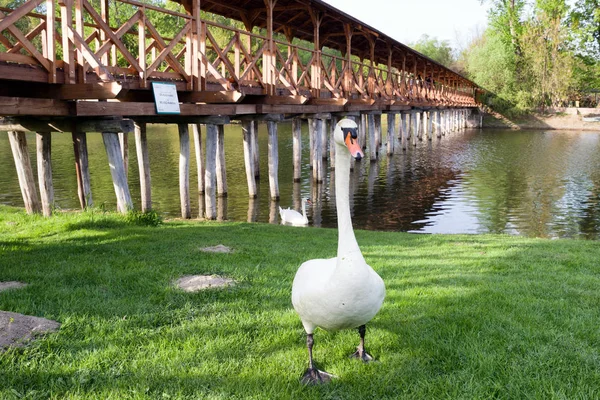 Swan on river Danube and wooden bridge in Kolarovo, Slovakia — Stock Photo, Image