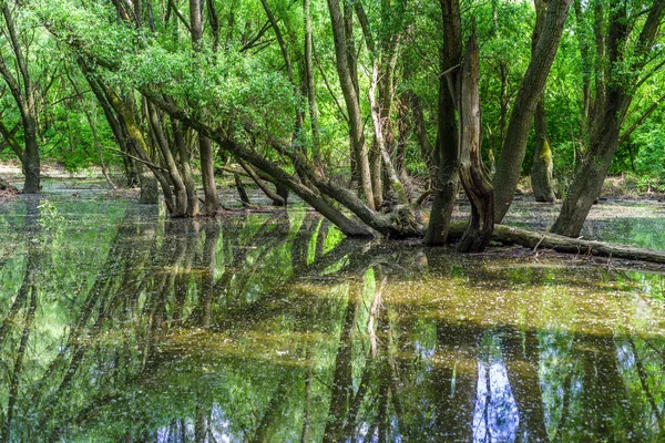 Überflutete Wälder in der Nähe der Donau, Slowakei — Stockfoto