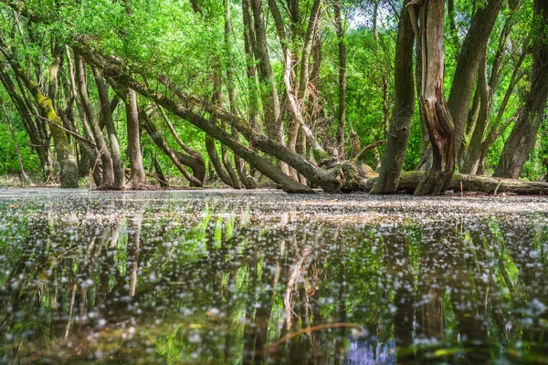 Översvämmade skogar nära floden Donau, Slovakien — Stockfoto