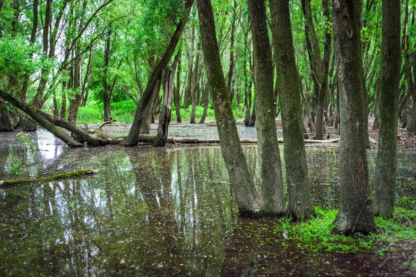 Überflutete Wälder in der Nähe der Donau, Slowakei — Stockfoto