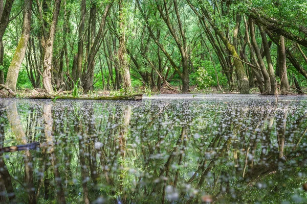 Yakındaki nehir Tuna Nehri, Slovakya sular altında ormanlar
