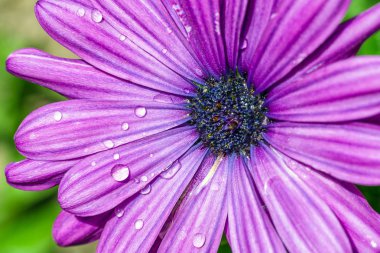 Çiçeklere su damlaları.