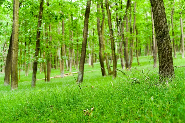 Зеленый лиственный лес — стоковое фото