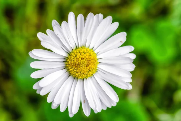 Witte sneeuw lady bloem — Stockfoto