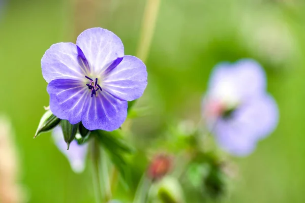 Violett blomma - närbild — Stockfoto