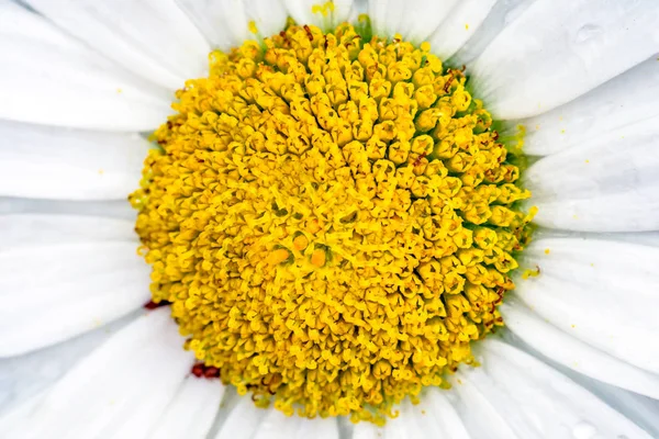 Detalj av blomma - stigma — Stockfoto