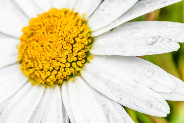 Detail der Blume - Stigma — Stockfoto