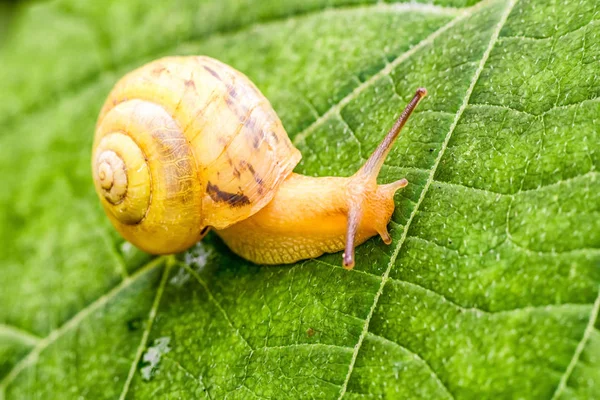 Snail on white flower. Macro photography — Stock Photo, Image