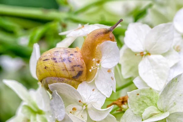 Ślimak na biały kwiat. Fotografia makro — Zdjęcie stockowe