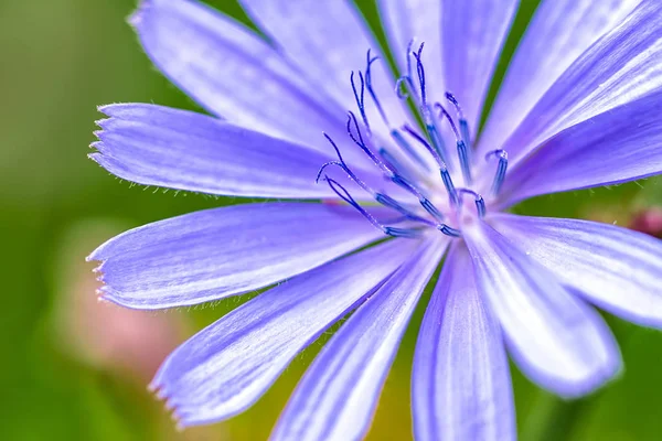Çiçek - detayını stigma — Stok fotoğraf